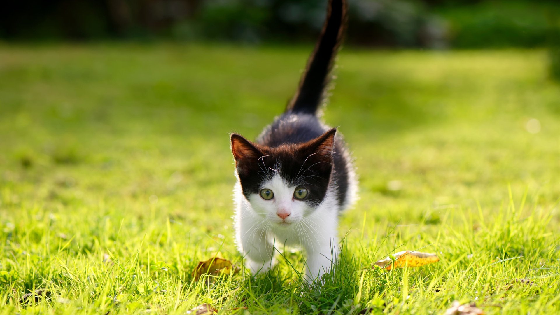拜仁慕尼黑高歌猛进，德甲领跑形势稳定